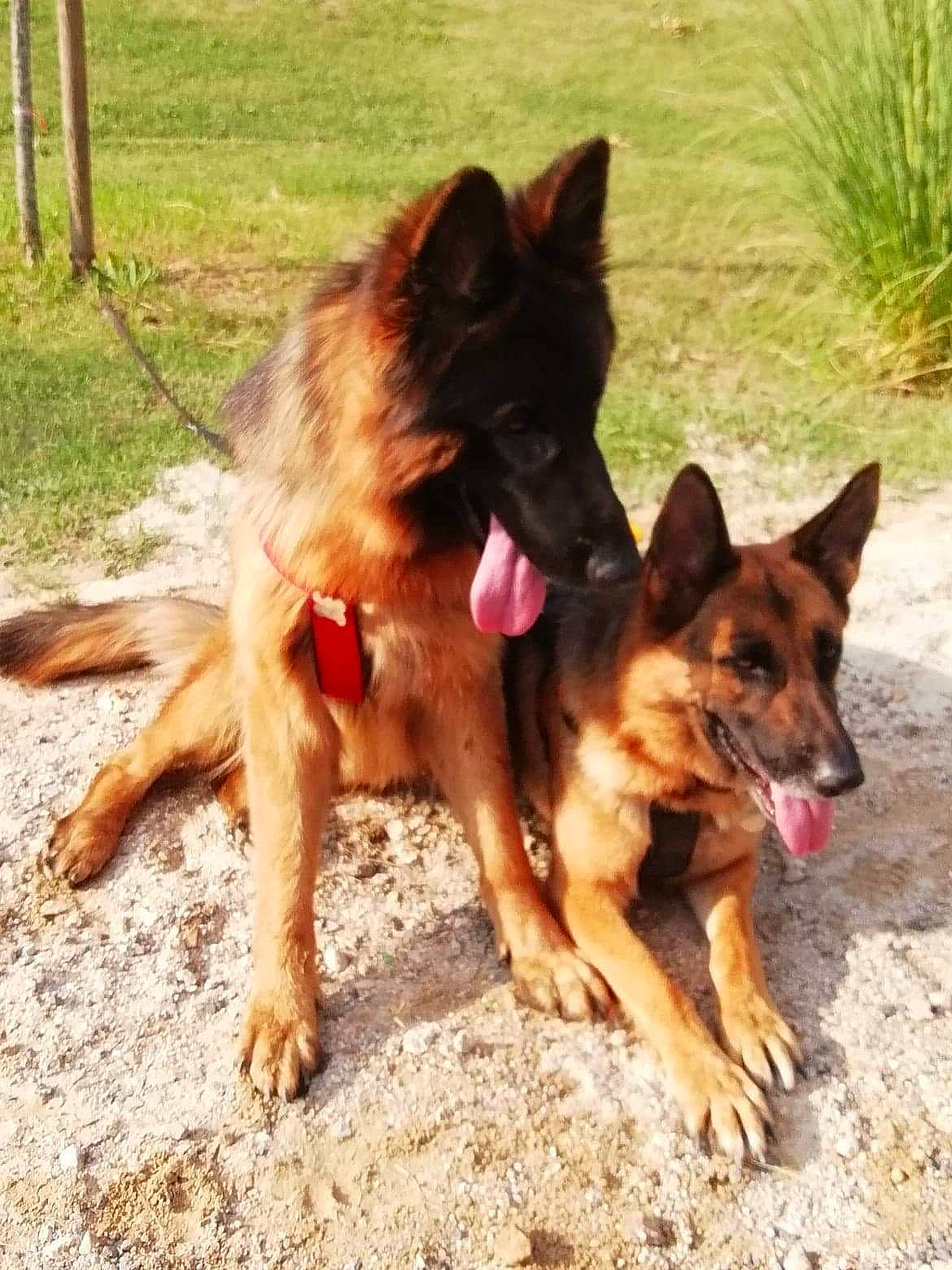 Jypsie participe au concours pour gagner de l'argent avec cette photo : belgian_shepherd, belgian_shepherd_malinois, bohemian_shepherd, canidae, carnivore, dog, dog_breed, east_european_shepherd, german_shepherd_dog, herding_dog, king_shepherd, kunming_wolfdog, mammal, old_german_shepherd_dog, rare_breed_dog, shiloh_shepherd_dog, tervuren, vertebrate, working_dog