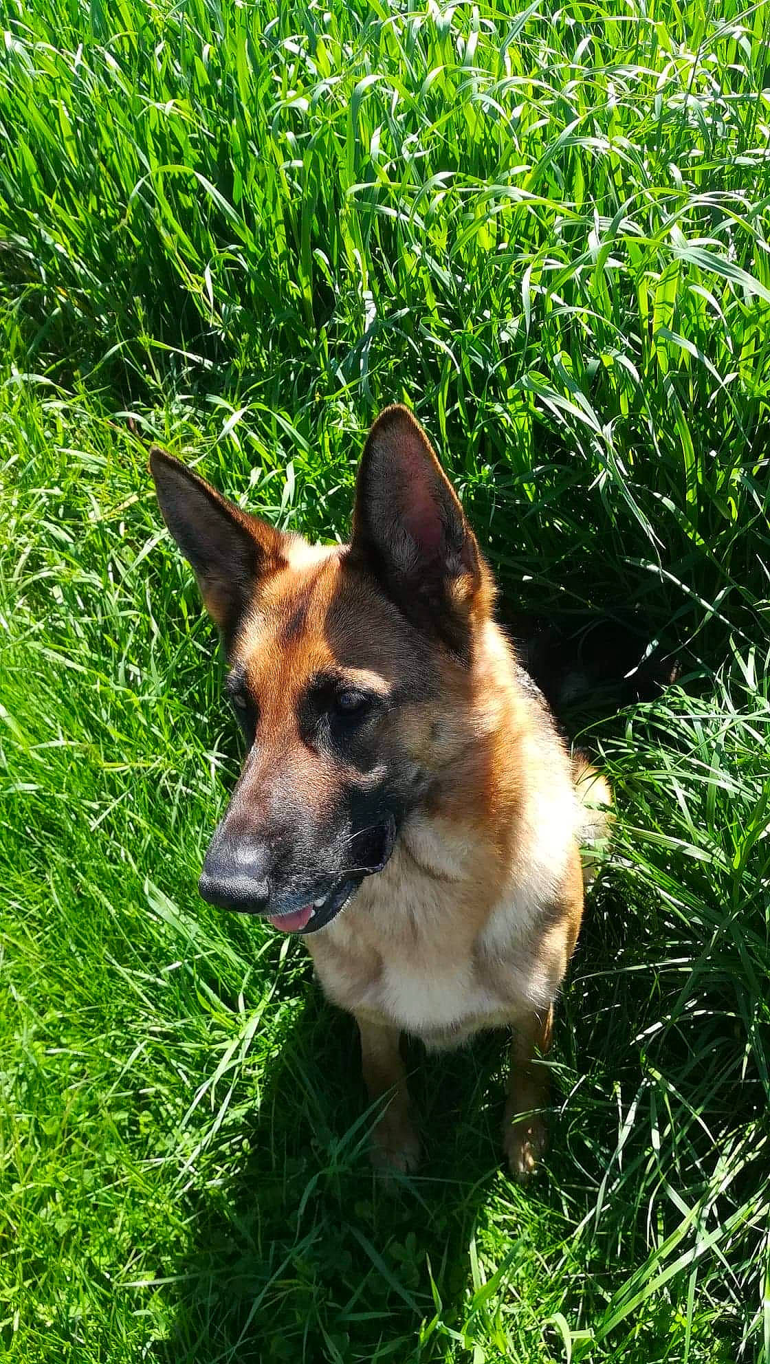 Jypsie participe au concours pour gagner de l'argent avec cette photo : belgian_shepherd, belgian_shepherd_malinois, canidae, carnivore, dog, dog_breed, east_european_shepherd, fawn, german_shepherd_dog, grass, king_shepherd, kunming_wolfdog, mammal, old_german_shepherd_dog, plant, shiloh_shepherd_dog, snout, tervuren, vertebrate, working_dog