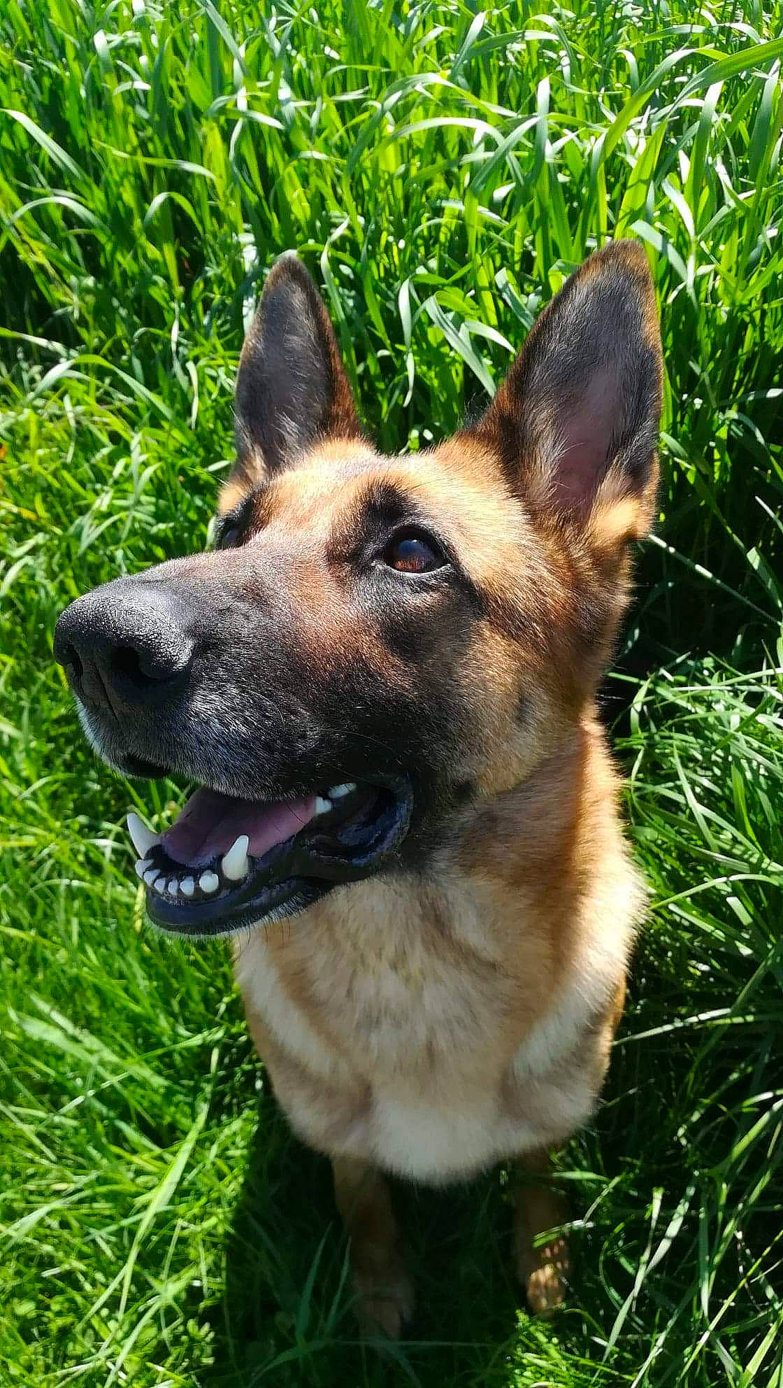 Jypsie a rejoint le concours — aidez-le/la à gagner de superbes lots ! belgian_shepherd_malinois, canidae, carnivore, dog, dog_breed, east_european_shepherd, fawn, german_shepherd_dog, grass, king_shepherd, kunming_wolfdog, mammal, old_german_shepherd_dog, plant, police_dog, rare_breed_dog, shiloh_shepherd_dog, snout, vertebrate, working_dog