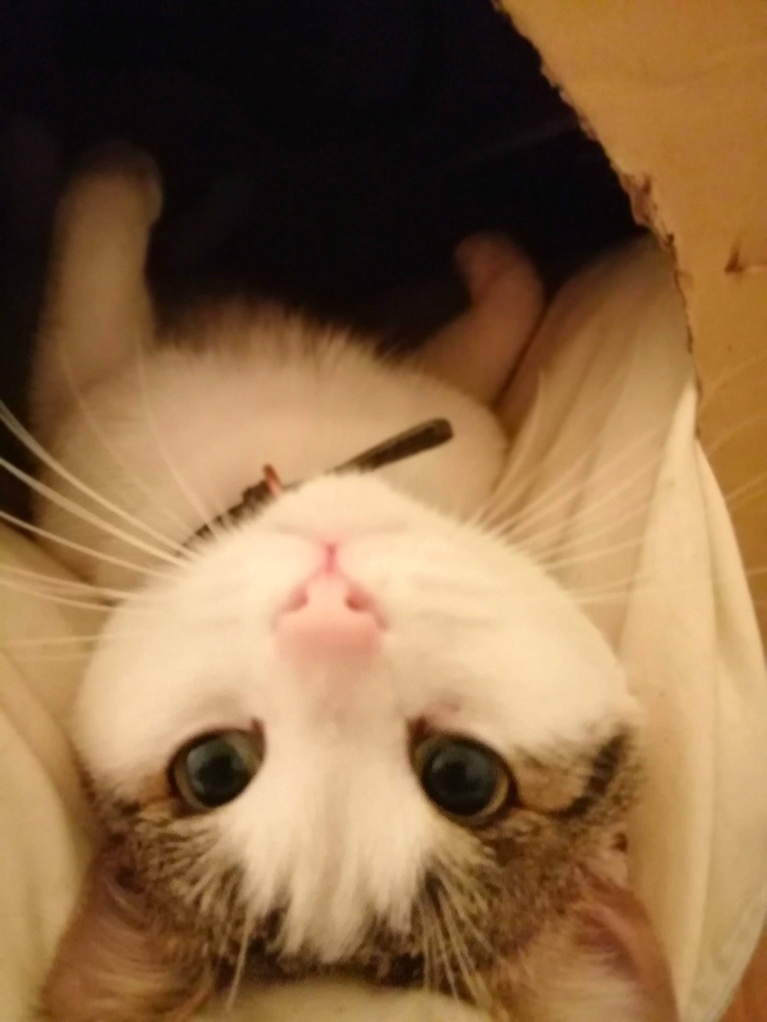 Petit Cat participe au concours pour gagner de l'argent avec cette photo : american_curl, asian, carnivore, cat, close_up, ear, eye, felidae, fur, iris, kitten, mouth, nose, paw, skin, small_to_medium_sized_cats, snout, turkish_angora, turkish_van, whiskers