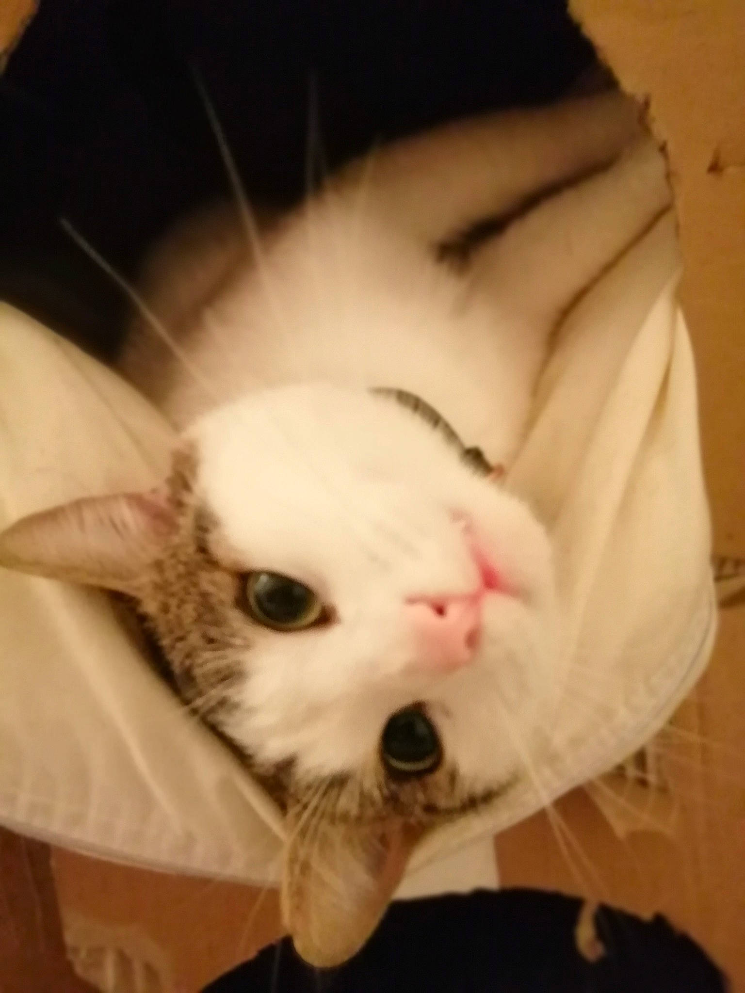 Petit Cat a rejoint le concours — aidez-le/la à gagner de superbes lots ! carnivore, cat, ear, eye, fawn, felidae, fur, kitten, nose, rabbit, rabbits_and_hares, skin, small_to_medium_sized_cats, snout, turkish_van, whiskers