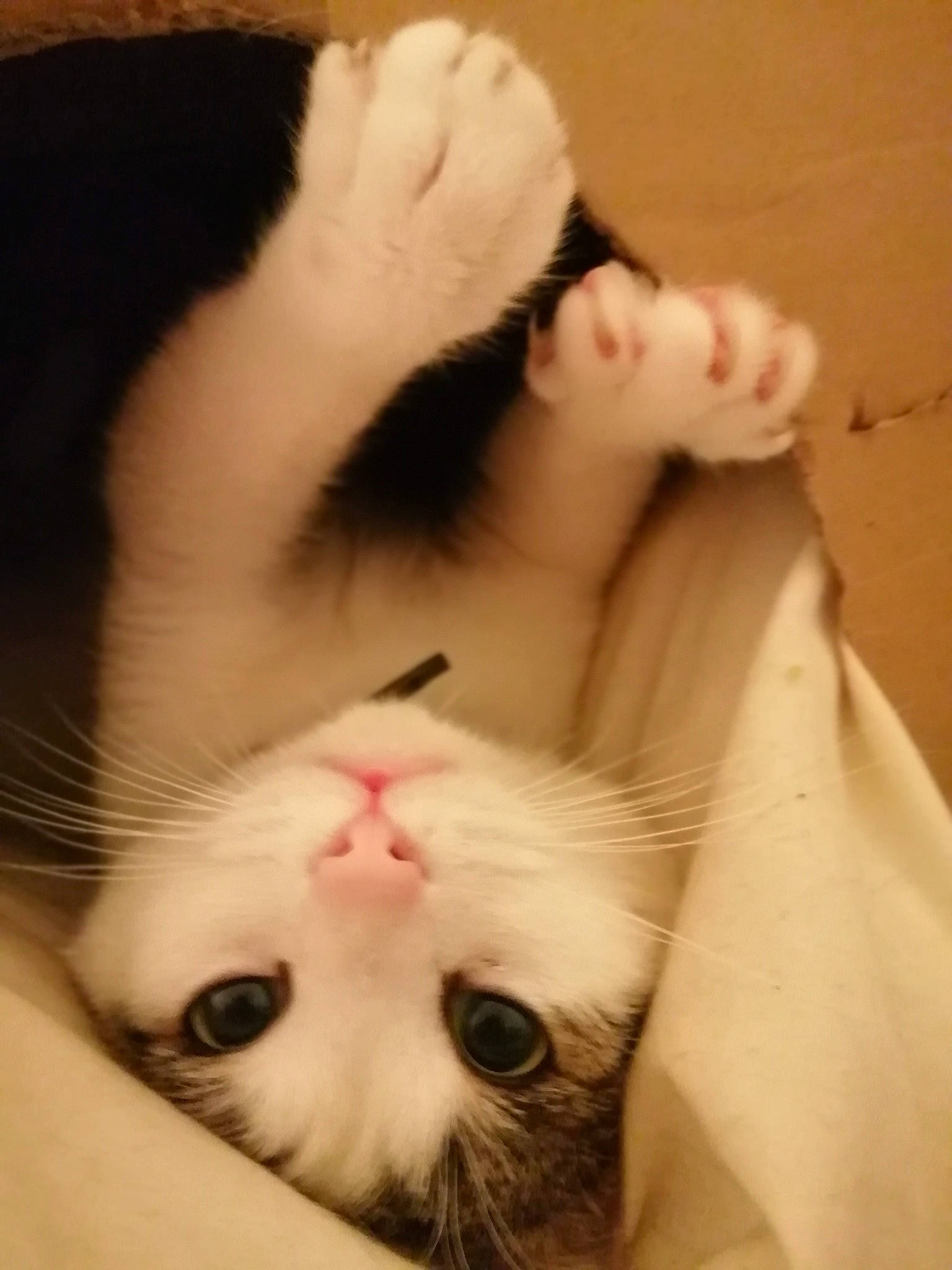 Petit Cat a rejoint le concours — aidez-le/la à gagner de superbes lots ! american_curl, asian, carnivore, cat, ear, eye, felidae, fur, japanese_bobtail, khao_manee, kitten, nose, paw, skin, small_to_medium_sized_cats, snout, tail, turkish_angora, turkish_van, whiskers