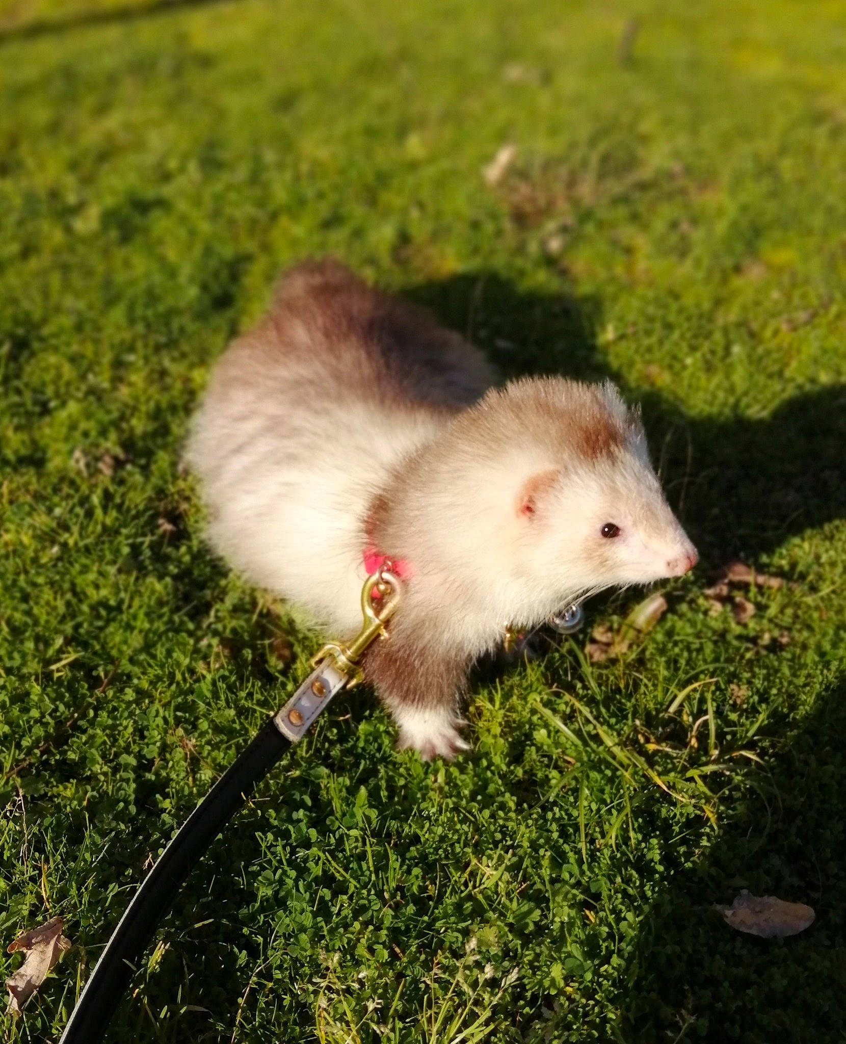 Silver a rejoint le concours — aidez-le/la à gagner de superbes lots ! common_opossum, fawn, fur, grass, grassland, hamster, marsupial, mouse, muroidea, mustelidae, opossum, pasture, pest, possum, rodent, snout, tail, terrestrial_animal, virginia_opossum, whiskers