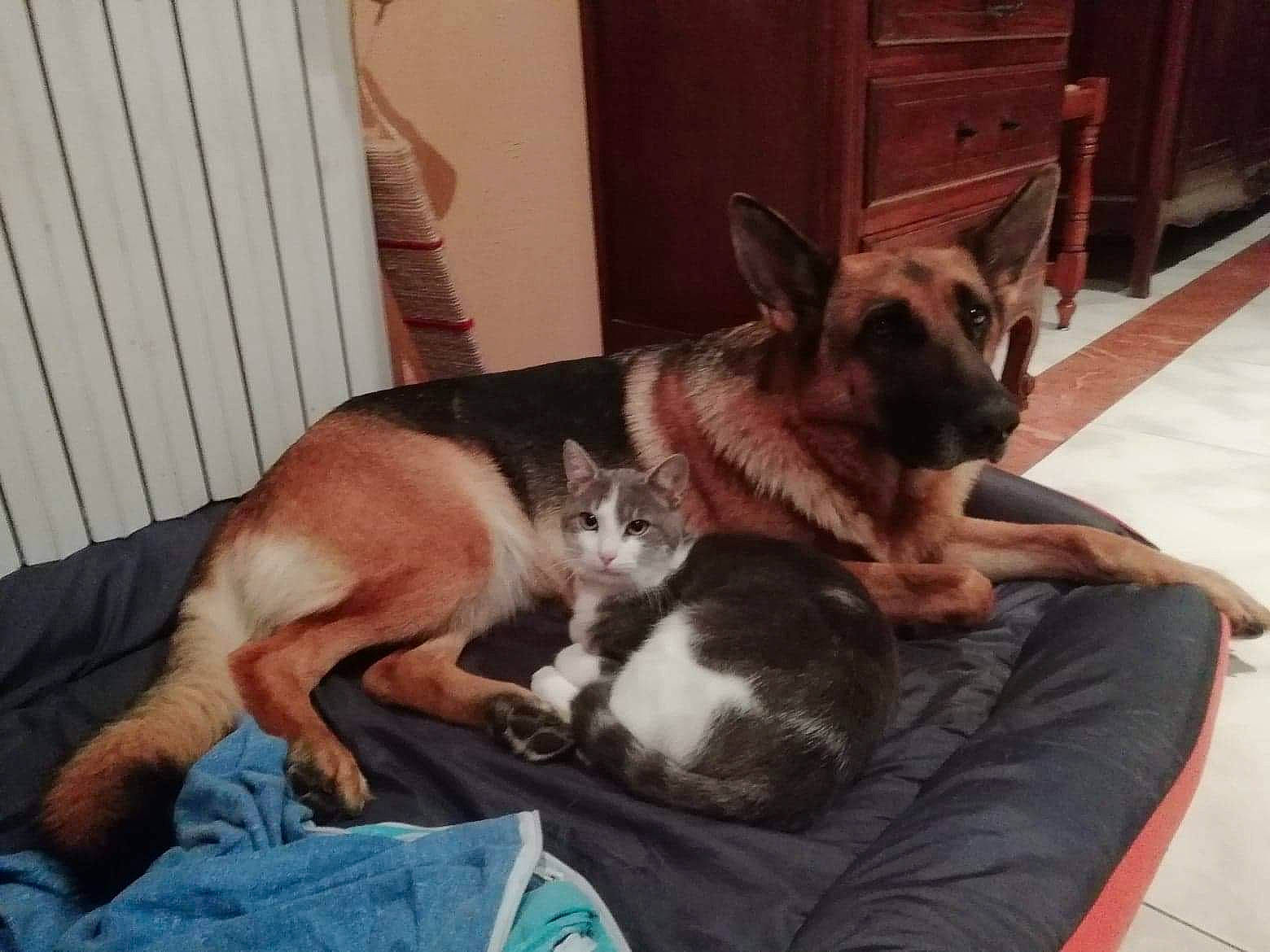 Meiko a rejoint le concours — aidez-le/la à gagner de superbes lots ! canidae, carnivore, cat, companion_dog, dog, dog_breed, ear, fawn, german_shepherd_dog, mammal, nap, puppy, puppy_love, sporting_group, vertebrate