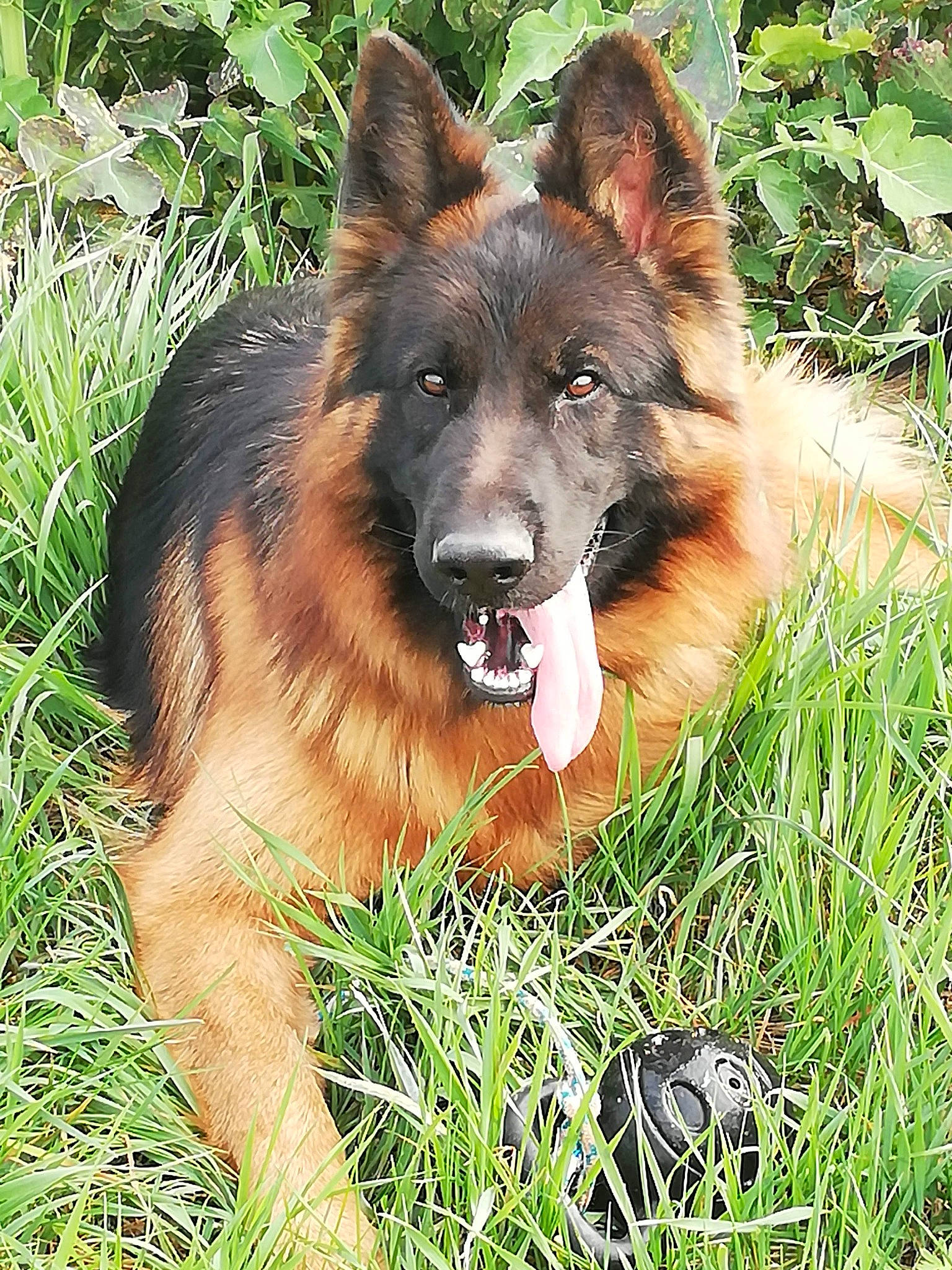 Nelson a rejoint le concours — aidez-le/la à gagner de superbes lots ! bohemian_shepherd, canidae, carnivore, companion_dog, dog, dog_breed, east_european_shepherd, fawn, german_shepherd_dog, grass, herding_dog, king_shepherd, old_german_shepherd_dog, plant, snout, sporting_group, terrestrial_animal, tervuren, working_dog