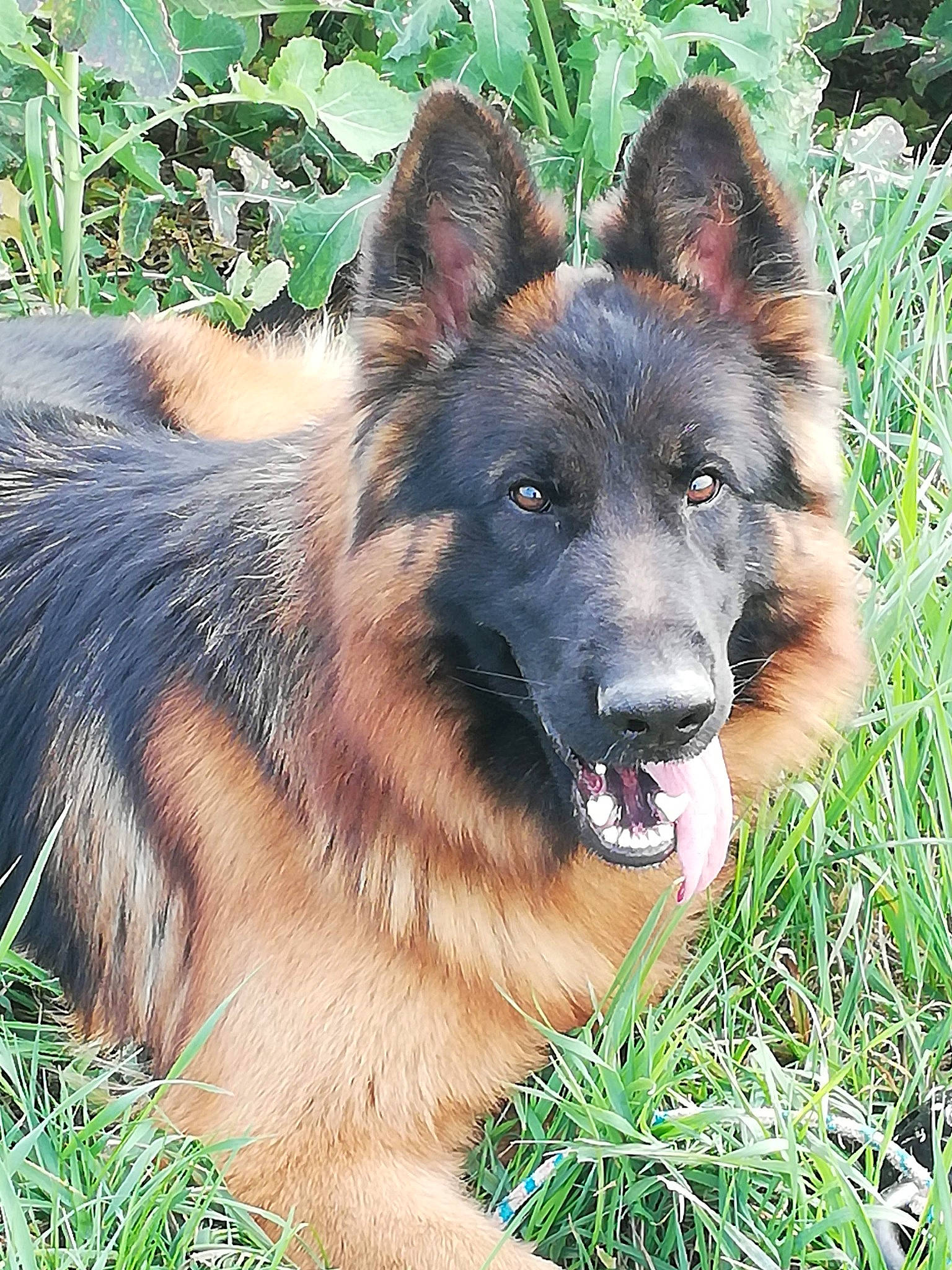 Nelson a rejoint le concours — aidez-le/la à gagner de superbes lots ! canidae, carnivore, companion_dog, dog, dog_breed, east_european_shepherd, fawn, fur, german_shepherd_dog, grass, herding_dog, king_shepherd, old_german_shepherd_dog, plant, sporting_group, terrestrial_animal, tervuren, working_animal, working_dog