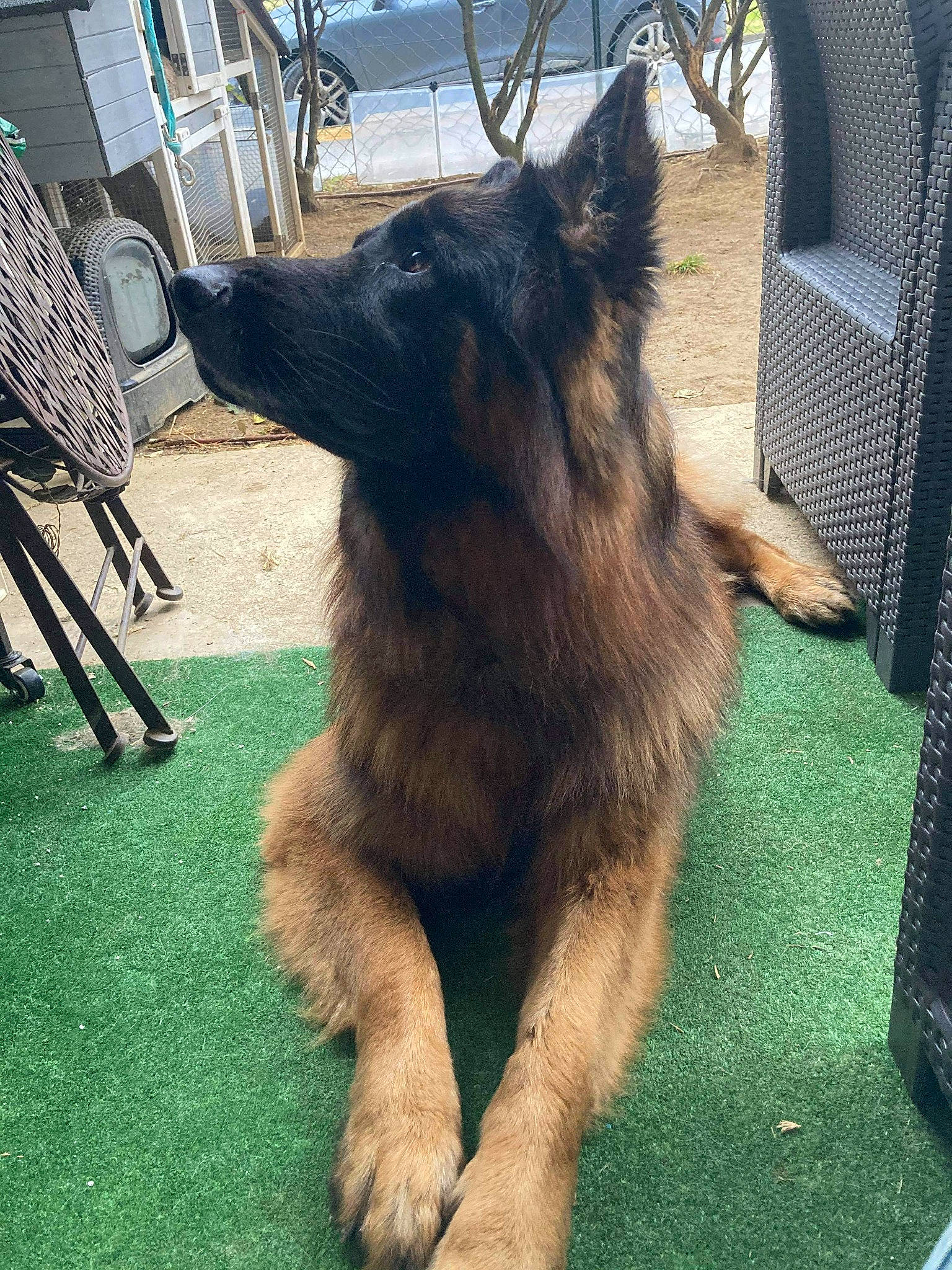 Nelson participe au concours pour gagner de l'argent avec cette photo : canidae, canis, carnivore, chair, companion_dog, dog, dog_breed, east_european_shepherd, fawn, fur, german_shepherd_dog, grass, herding_dog, jaw, king_shepherd, old_german_shepherd_dog, outdoor_furniture, snout, sporting_group, working_animal