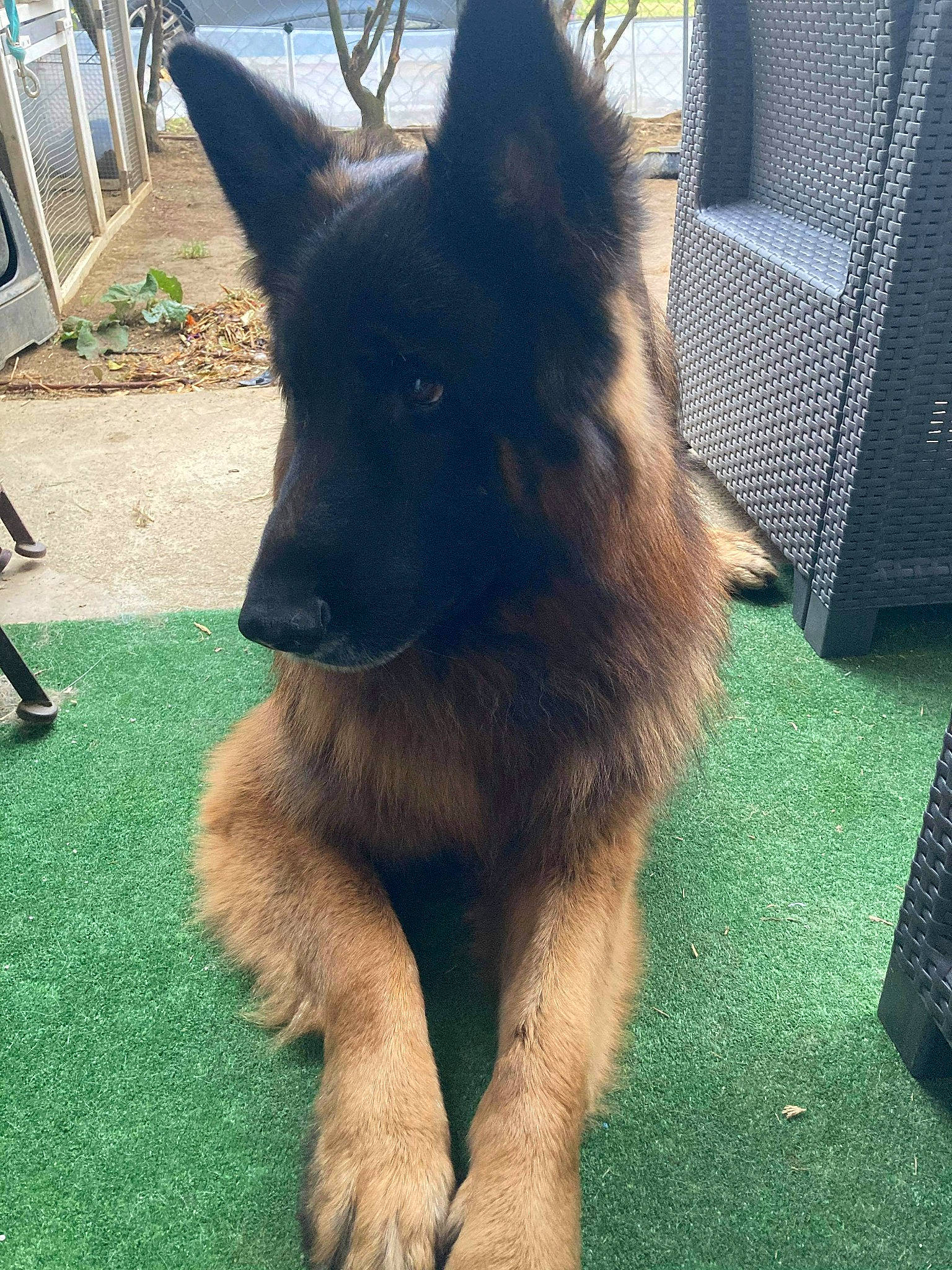 Nelson participe au concours pour gagner de l'argent avec cette photo : ancient_dog_breeds, canidae, canis, carnivore, companion_dog, dog, dog_breed, east_european_shepherd, fawn, fur, german_shepherd_dog, grass, herding_dog, king_shepherd, old_german_shepherd_dog, plant, sporting_group, tervuren, working_animal, working_dog