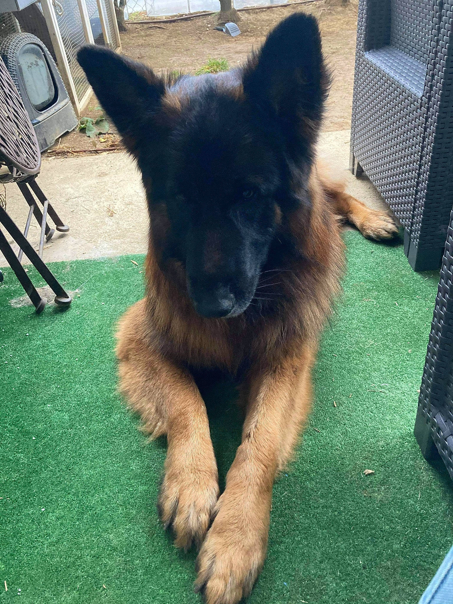 Nelson participe au concours pour gagner de l'argent avec cette photo : canidae, carnivore, chair, companion_dog, dog, dog_breed, eye, fawn, fur, german_shepherd_dog, grass, herding_dog, jaw, king_shepherd, old_german_shepherd_dog, snout, sporting_group, tail, terrestrial_animal, working_animal