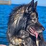 Ulvo participe au concours pour gagner de l'argent avec cette photo : dog, canine, fluffy, fur, outdoor, sea, water, blue_sky, tongue_out, tag, collar, pet, animal, nature, sunlight, profile, happy, summer, portrait, muzzle