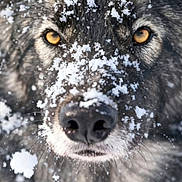 Ulvo a rejoint le concours — aidez-le/la à gagner de superbes lots ! dog, wolf_like, snow, close_up, animal, wildlife, fur, face, eyes, nature, winter, outdoor, snowflakes, portrait, canine, focused, intense, muzzle, black_nose, frost