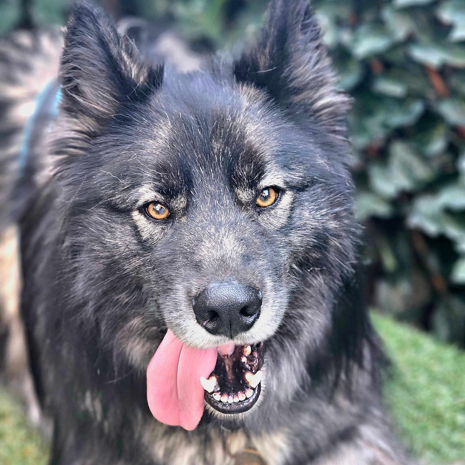 Ulvo a rejoint le concours — aidez-le/la à gagner de superbes lots ! dog, tongue_out, fluffy, black_coat, gray_coat, pet, animal, outdoor, close_up, happy, playful, ears_up, canine, nature, grass, collar, portrait, fur, tongue, smiling