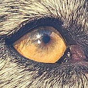 Ulvo a rejoint le concours — aidez-le/la à gagner de superbes lots ! animal, black_fur, cat, close_up, closeup, detail, eye, eyelashes, focus, fur, golden_iris, macro, mammal, nature, pet, pupil, reflection, texture, whiskers, wildlife