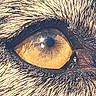 animal, black_fur, cat, close_up, closeup, detail, eye, eyelashes, focus, fur, golden_iris, macro, mammal, nature, pet, pupil, reflection, texture, whiskers, wildlife