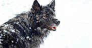 Ulvo a rejoint le concours — aidez-le/la à gagner de superbes lots ! alert, animal, black_dog, canine, cold, dog, ears, frost, fur, mouth, nature, outdoor, portrait, profile, snow, snowflakes, teeth, wildlife, winter, winter_climate