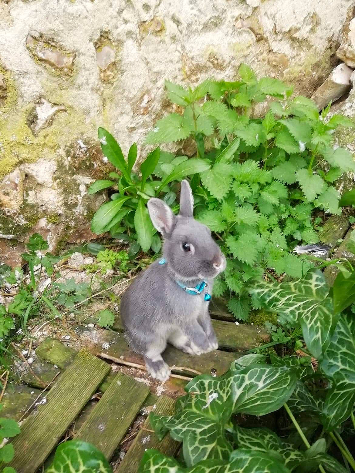 Moon Stone participe au concours pour gagner de l'argent avec cette photo : domestic_rabbit, fawn, grass, groundcover, hare, herb, plant, rabbit, rabbits_and_hares, snowshoe_hare, wildlife, wood_rabbit