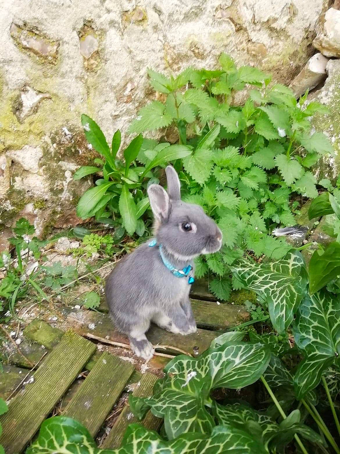Moon Stone participe au concours pour gagner de l'argent avec cette photo : domestic_rabbit, eastern_cottontail, fawn, grass, groundcover, hare, herb, mountain_cottontail, plant, rabbit, rabbits_and_hares, snout, wildlife, wood_rabbit