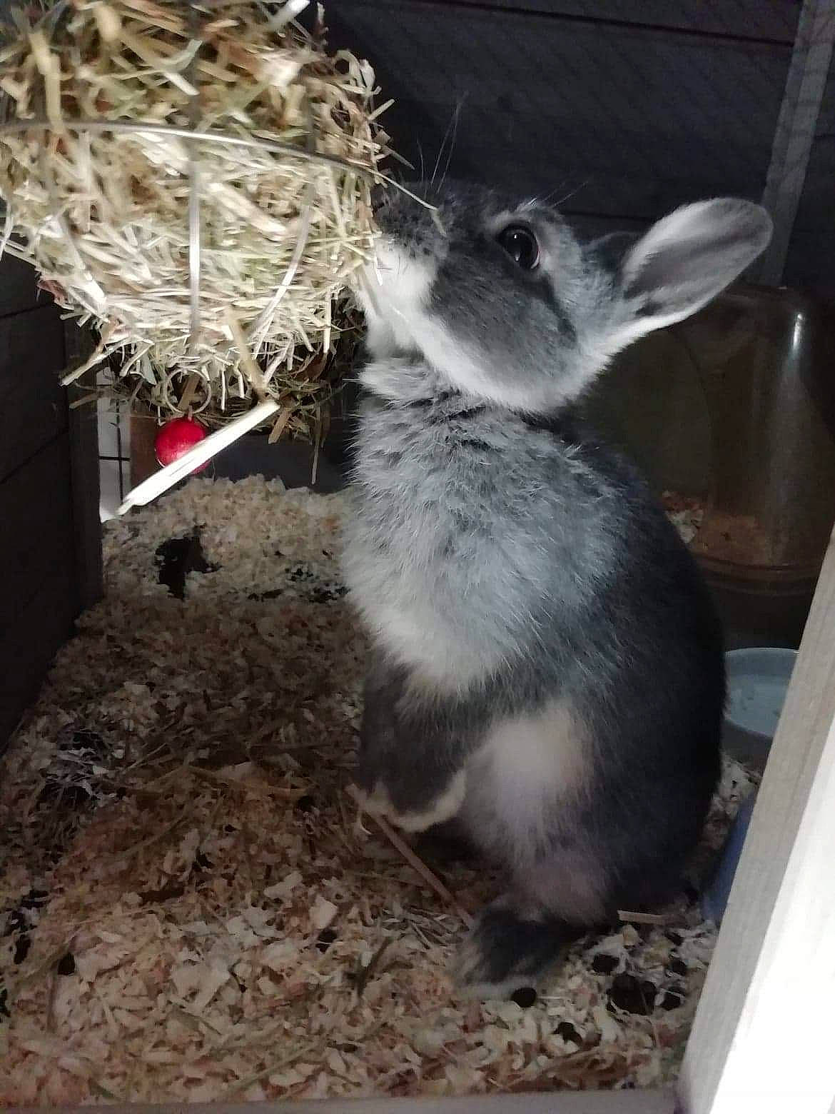 Moon Stone participe au concours pour gagner de l'argent avec cette photo : chinchilla, domestic_rabbit, gerbil, hamster, mouse, muridae, muroidea, rabbit, rabbits_and_hares, rodent, whiskers