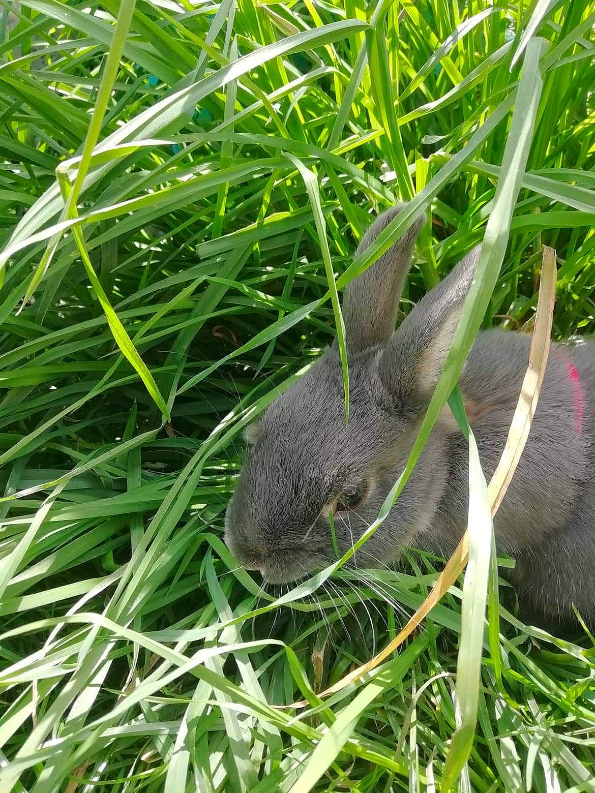 Moon Stone participe au concours pour gagner de l'argent avec cette photo : domestic_rabbit, fodder, grass, grass_family, hare, plant, rabbit, rabbits_and_hares, terrestrial_animal