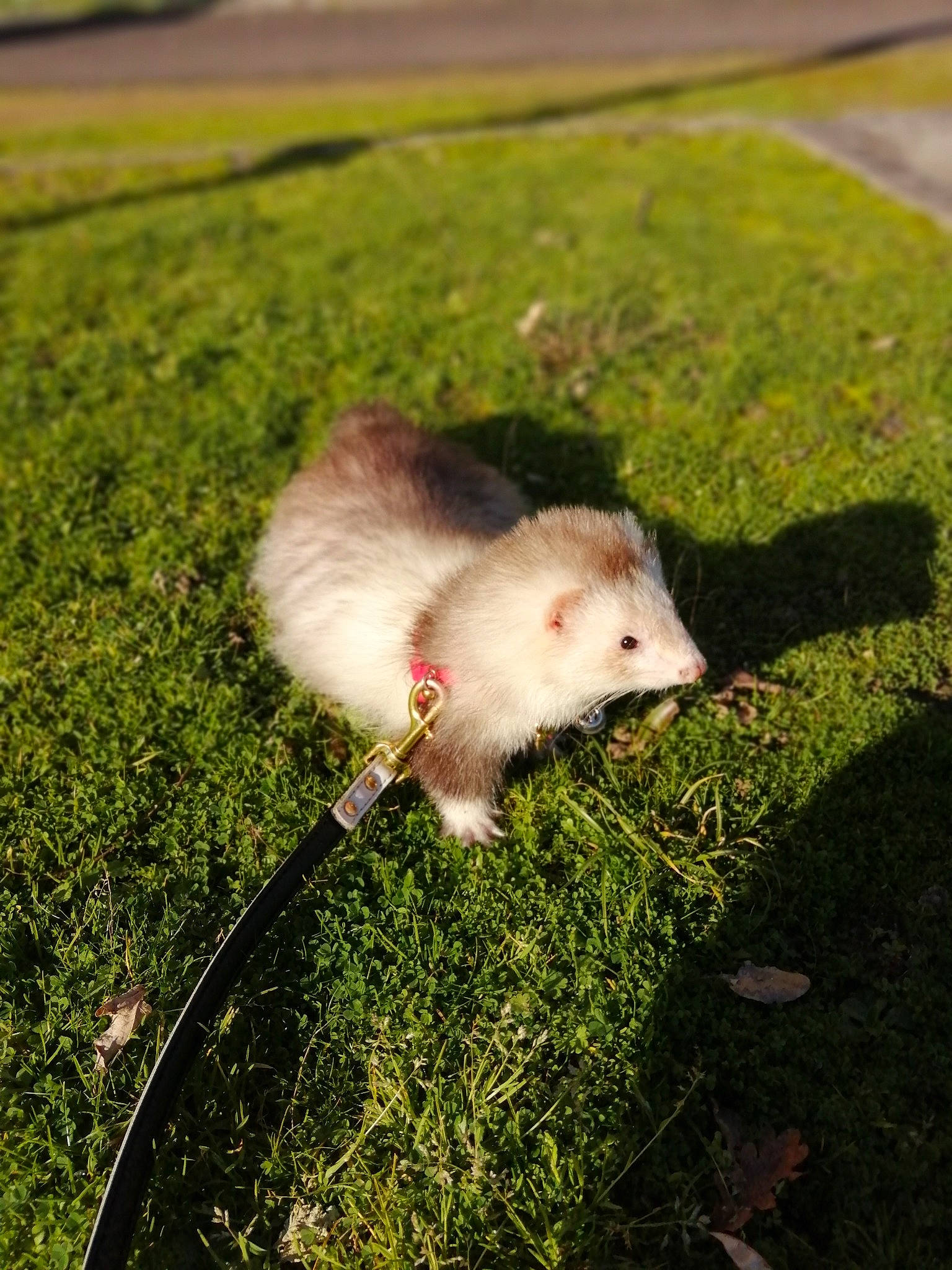 Silver a rejoint le concours — aidez-le/la à gagner de superbes lots ! common_opossum, grass, hamster, mammal, marsupial, mouse, muridae, muroidea, opossum, plant, possum, rat, rodent, virginia_opossum