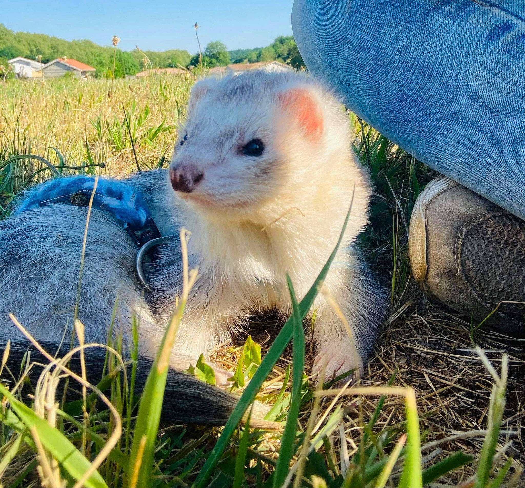 Silver participe au concours pour gagner de l'argent avec cette photo : canidae, carnivore, companion_dog, dog_breed, fawn, grass, grass_family, grassland, happy, landscape, livestock, mustelidae, pasture, people_in_nature, plant, prairie, sky, snout, terrestrial_animal, whiskers