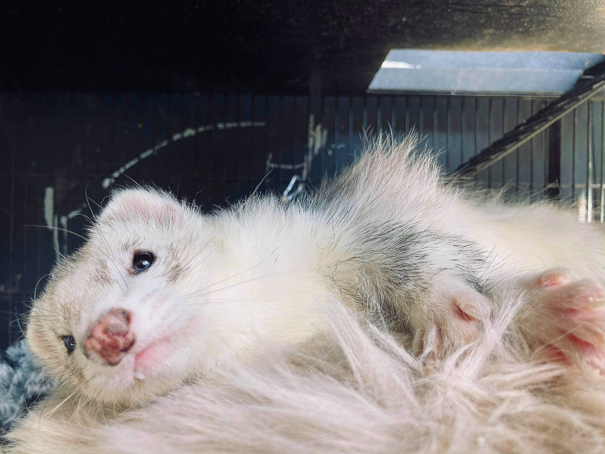 Silver a rejoint le concours — aidez-le/la à gagner de superbes lots ! animal_shelter, cage, claw, fur, marsupial, mouse, natural_material, paw, rodent, science, snout, tail, terrestrial_animal, whiskers