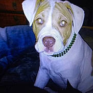 Woffie joined the competition — help win amazing prizes! puppy, dog, indoor, beaded_necklace, furniture, wooden_dresser, flash, close_up, pet, animal, ears, face, sitting, light_reflection, shadow, domestic, cute, young_dog, muzzle, nose