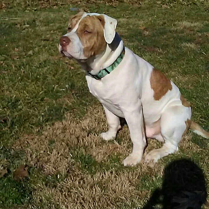 Woffie joined the competition — help win amazing prizes! animal, backyard, brown_and_white, calm, canine, collar, daytime, dog, domestic, fence, grass, leisure, mobile_home, nature, outdoor, pet, quiet, shadow, sitting, sunlight