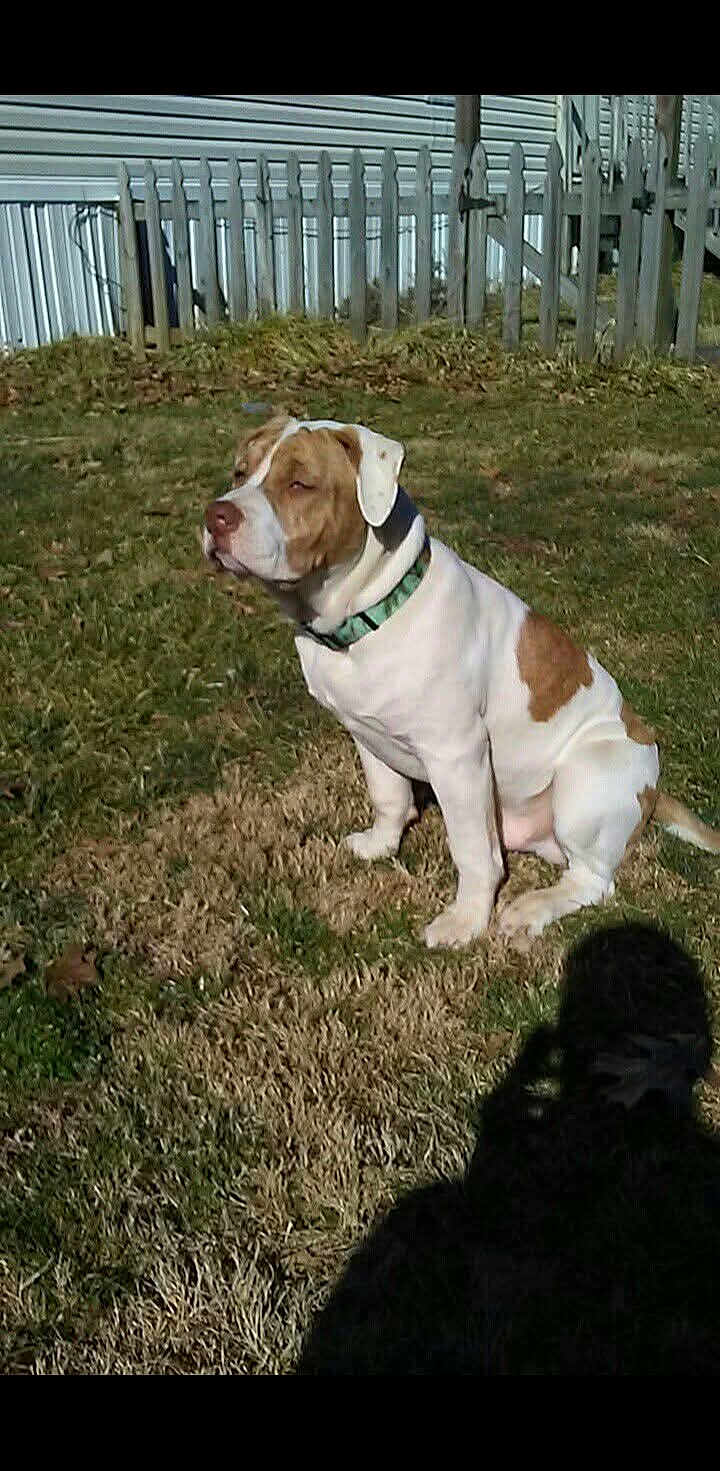 Woffie joined the competition — help win amazing prizes! dog, outdoor, grass, fence, collar, pet, backyard, sunlight, shadow, mobile_home, animal, sitting, brown_and_white, quiet, calm, nature, daytime, domestic, canine, leisure