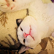 Loki is registered to the contest to win money with this photo: cat, feline, pet, white_fur, pink_nose, whiskers, ear, paw, closeup, portrait, lying_down, upside_down, cozy, blanket, indoors, cute, relaxed, fur, soft_texture, sleepy