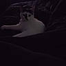 cat, pet, indoor, dark, feline, animal, resting, blanket, couch, shadow, quiet, relaxing, white, black, fur, home, comfort, low_light, cozy, still