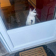 Cookie joined the competition — help win amazing prizes! animal, black_spots, cat, close_up, curious, door, door_frame, doormat, feline, floor, glass_door, home_interior, indoor, looking_up, paws, pet, reflection, white_cat, window, wooden_floor