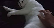 Cookie is registered to the contest to win money with this photo: animal, bed, black_markings, blanket, cat, closeup, comfort, companion, cozy, domestic_cat, feline, fur, hand, indoor, petting, relaxed, resting, sleepy, soft, white_cat