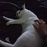cat, white_cat, black_markings, petting, hand, blanket, indoor, relaxed, sleepy, feline, animal, domestic_cat, resting, soft, fur, cozy, comfort, bed, closeup, companion