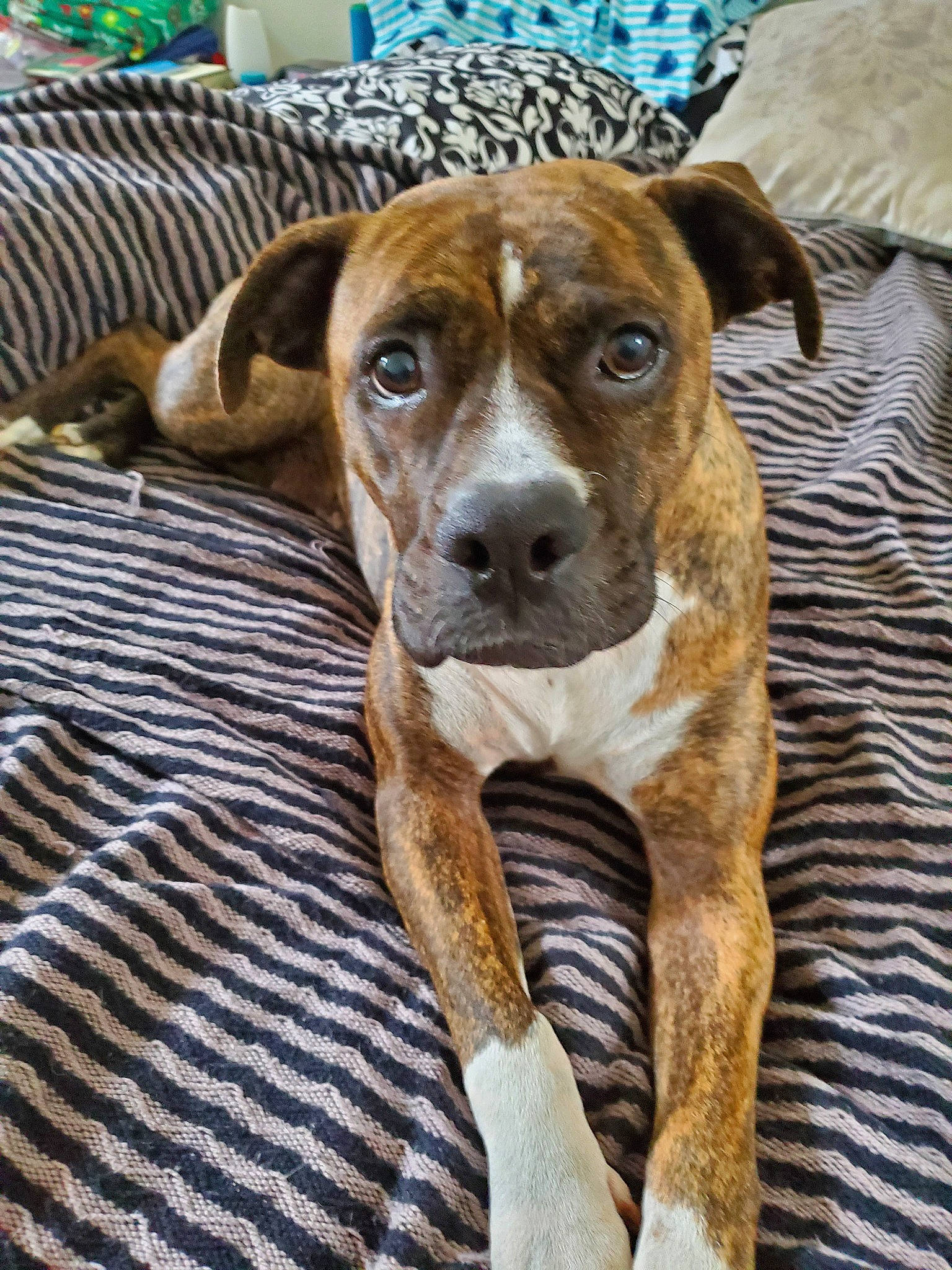 Josey is registered to the contest to win money with this photo: alano_espanol, alaunt, american_pit_bull_terrier, american_staffordshire_terrier, boxer, canidae, carnivore, catahoula_bulldog, companion_dog, dog, dog_breed, fawn, mammal, mountain_cur, non_sporting_group, snout, sporting_group, treeing_tennessee_brindle, vertebrate, whiskers