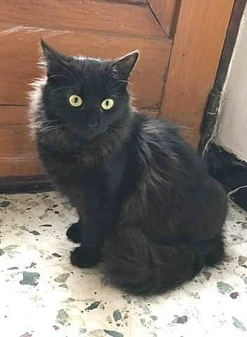 Paolo a rejoint le concours — aidez-le/la à gagner de superbes lots ! asian_semi_longhair, black_cat, bombay, british_longhair, carnivore, cat, cymric, domestic_long_haired_cat, domestic_short_haired_cat, felidae, kitten, maine_coon, mammal, nebelung, norwegian_forest_cat, persian, small_to_medium_sized_cats, turkish_angora, vertebrate, whiskers