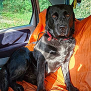 Doug participe au concours pour gagner de l'argent avec cette photo : animal, black_dog, canine, car_interior, collar, companion, dog, domestic_animal, looking, orange_seat_cover, pet, portrait, road_trip, seatbelt, sitting, sunlight, sunshine, travel, vehicle, window