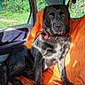 animal, black_dog, canine, car_interior, collar, companion, dog, domestic_animal, looking, orange_seat_cover, pet, portrait, road_trip, seatbelt, sitting, sunlight, sunshine, travel, vehicle, window