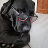 Doug participe au concours pour gagner de l'argent avec cette photo : animal, black_dog, closeup, companion, couch, dog, domestic, eyewear, fur, glasses, home, indoor, leisure, nose, paw, pet, relaxed, resting, sleepy, snout