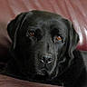 Doug participe au concours pour gagner de l'argent avec cette photo : animal, black_dog, canine, close_up, companion, couch, dog, ears, eyes, face, fur, indoor, labrador, leather, looking, pet, portrait, relaxed, resting, snout