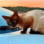 Luke joined the competition — help win amazing prizes! animal, blue_eyes, car, cat, close_up, collar, curious, domestic_cat, evening, fur, hood, mammal, nature, outdoor, pet, reflection, siamese_cat, sky, sunset, whiskers