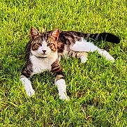 Tigger is registered to the contest to win money with this photo: animal, cat, ears, feline, grass, greenery, lawn, lying_down, nature, outdoor, pet, portrait, relaxed, staring, striped_fur, sunlight, tabby, tail, whiskers, white_paws