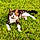 Tigger
