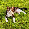 animal, cat, ears, feline, grass, greenery, lawn, lying_down, nature, outdoor, pet, portrait, relaxed, staring, striped_fur, sunlight, tabby, tail, whiskers, white_paws