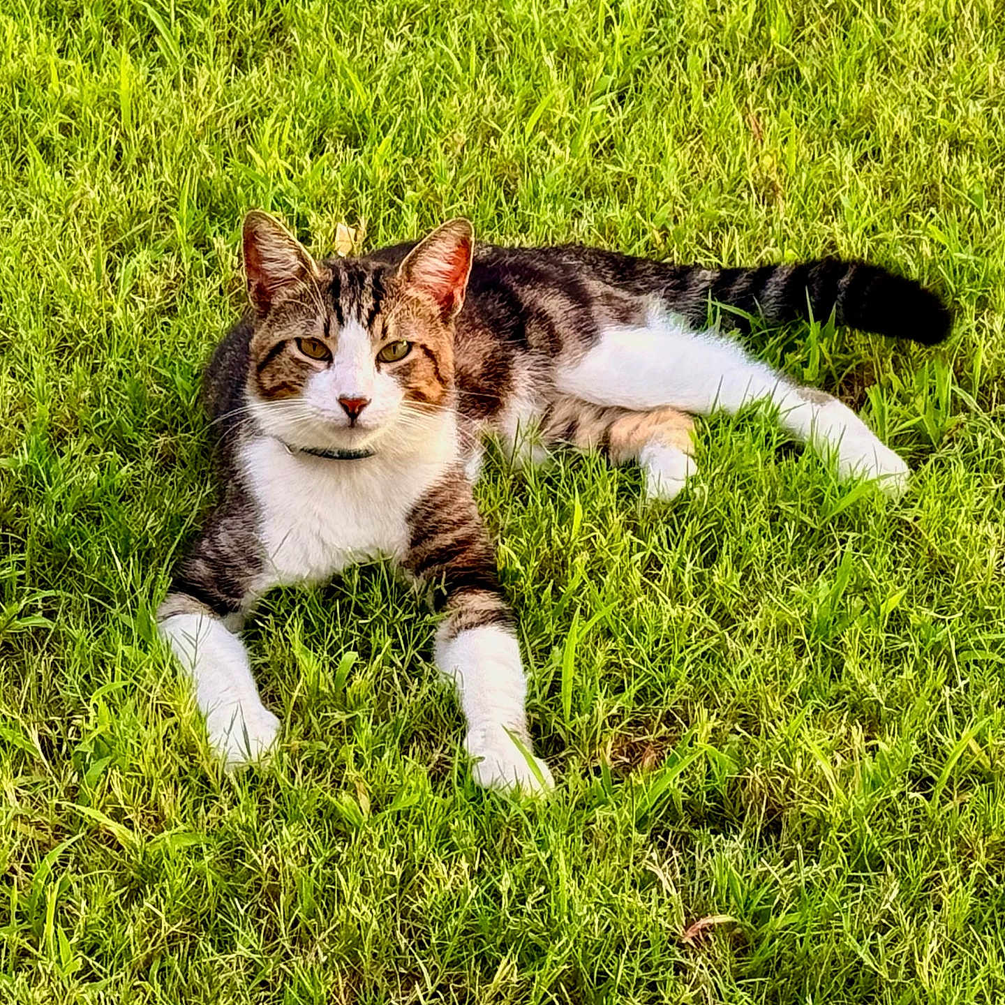 Tigger