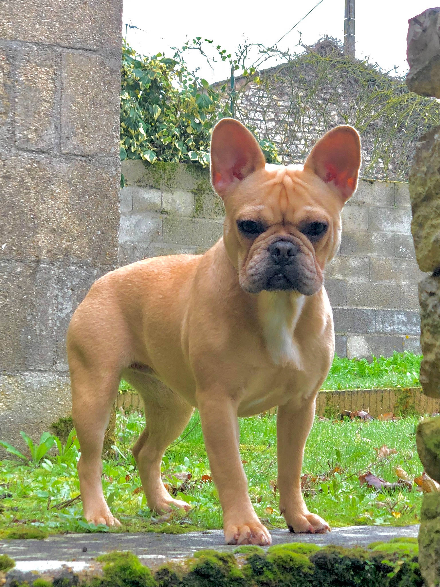 Uzie participe au concours pour gagner de l'argent avec cette photo : ancient_dog_breeds, bulldog, canidae, carnivore, collar, companion_dog, dog, dog_breed, dog_collar, fawn, grass, molosser, non_sporting_group, plant, sky, sporting_group, terrestrial_animal, working_animal, working_dog, wrinkle