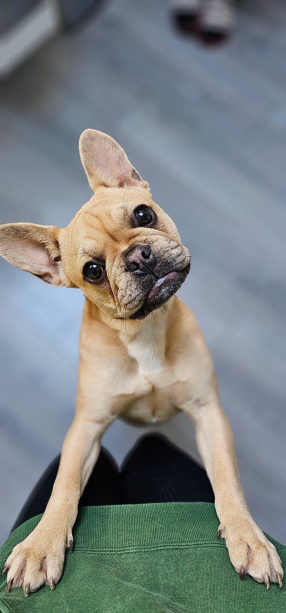Uzie participe au concours pour gagner de l'argent avec cette photo : ancient_dog_breeds, balance, canidae, carnivore, collar, companion_dog, dog, dog_breed, dog_collar, ear, fawn, non_sporting_group, pet_supply, snout, sporting_group, terrestrial_animal, toy_dog, whiskers, working_animal, wrinkle