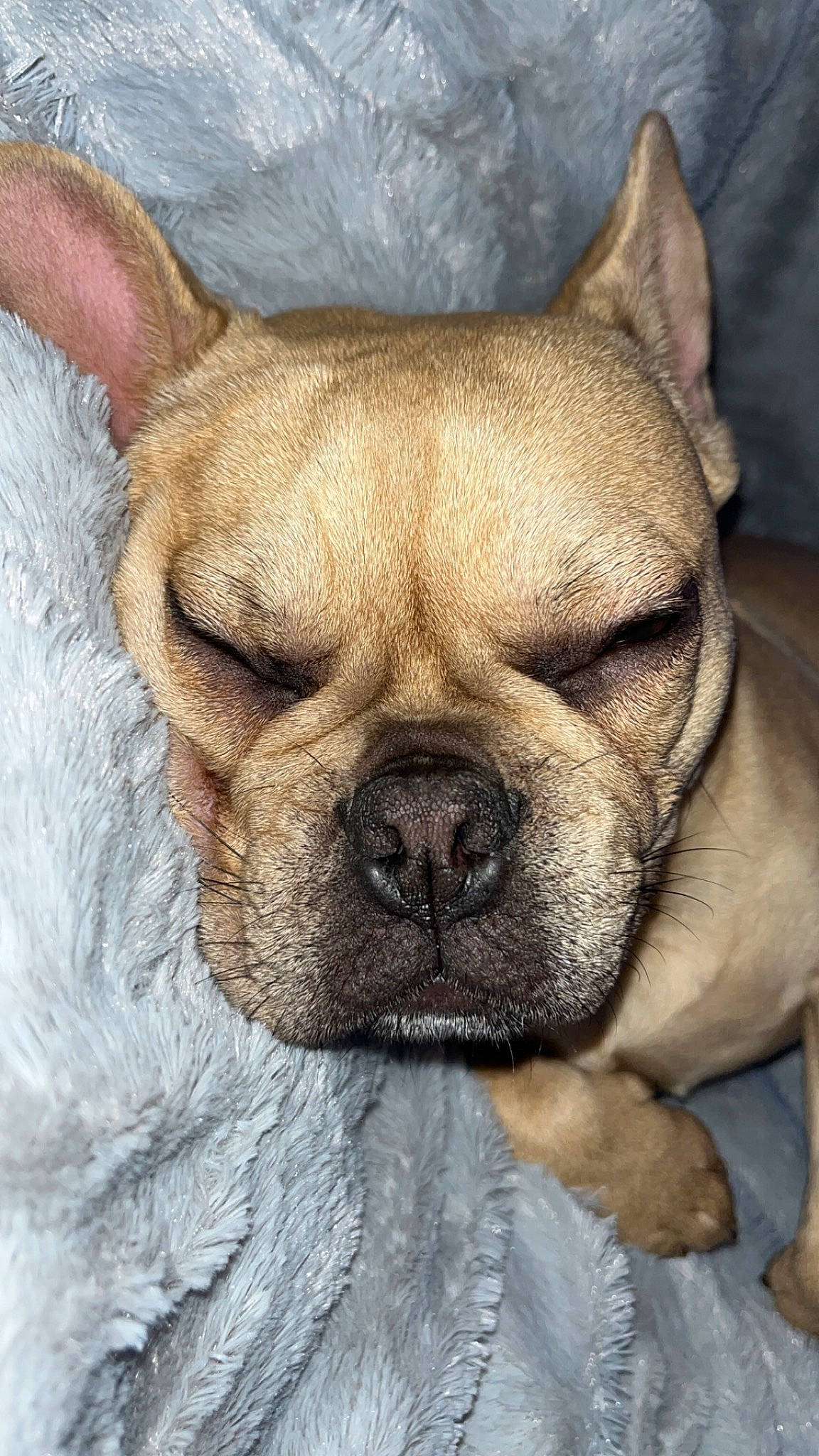 Uzie participe au concours pour gagner de l'argent avec cette photo : art, bulldog, canidae, carnivore, companion_dog, dog, dog_breed, fawn, french_bulldog, mammal, molosser, painting, plant, snout, sporting_group, terrestrial_animal, toy_dog, whiskers, working_animal, wrinkle