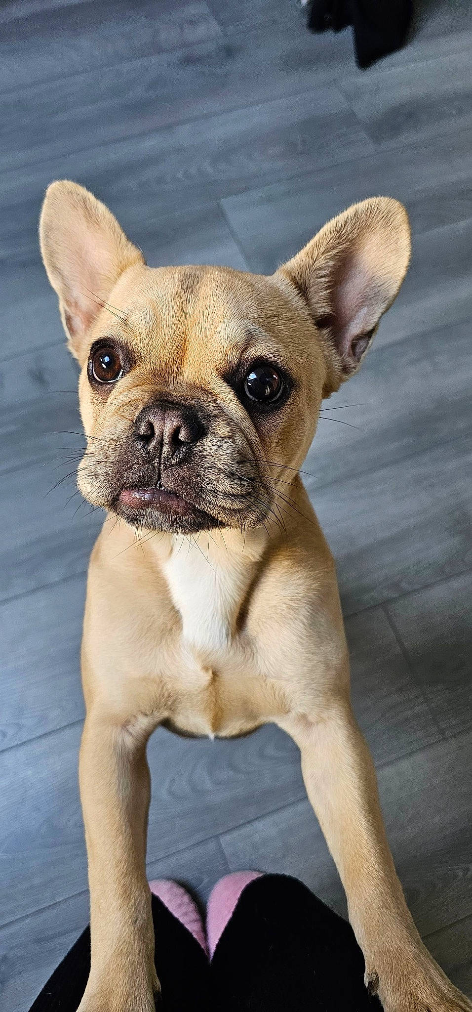 Uzie participe au concours pour gagner de l'argent avec cette photo : ancient_dog_breeds, bulldog, canidae, carnivore, companion_dog, dog, dog_breed, ear, fawn, french_bulldog, non_sporting_group, snout, sporting_group, terrestrial_animal, toy_dog, whiskers, working_animal, wrinkle