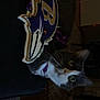 Hazel is registered to the contest to win money with this photo: Baltimore_ravens, animal, cat, collar, curious, dark, decoration, eyes, feline, floor, furniture, indoor, lighting, logo, pet, portrait, room, shadow, wall, whiskers